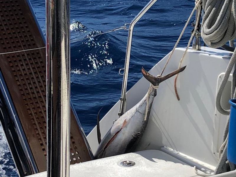 foto Lagoon 450  Flybridge 9