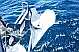 Sun Odyssey 410 - 