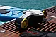 Maiora 70ft Custom Order - 